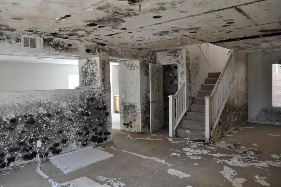 Mold Damage Claims