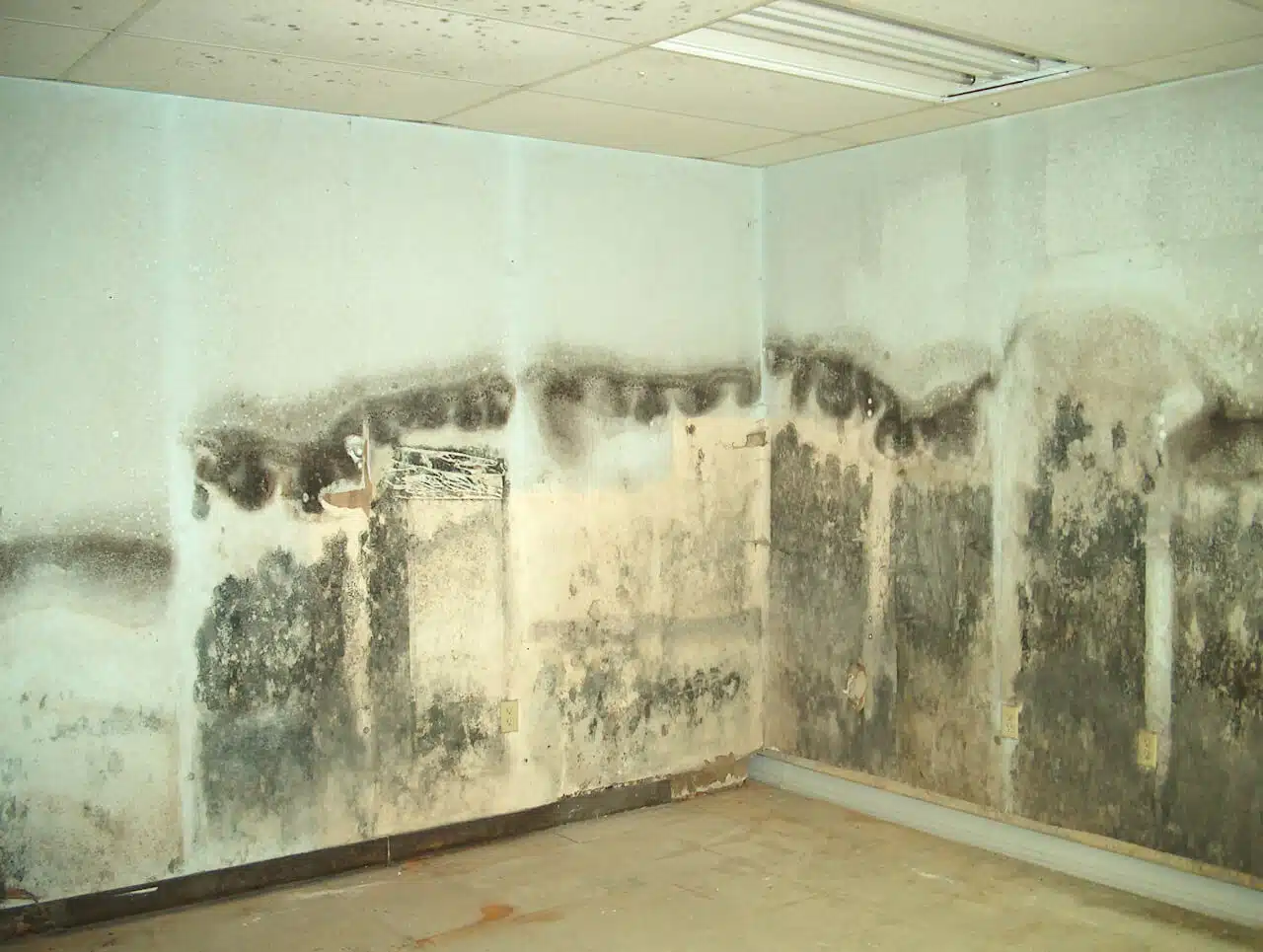 Professional mold testing and assessment process