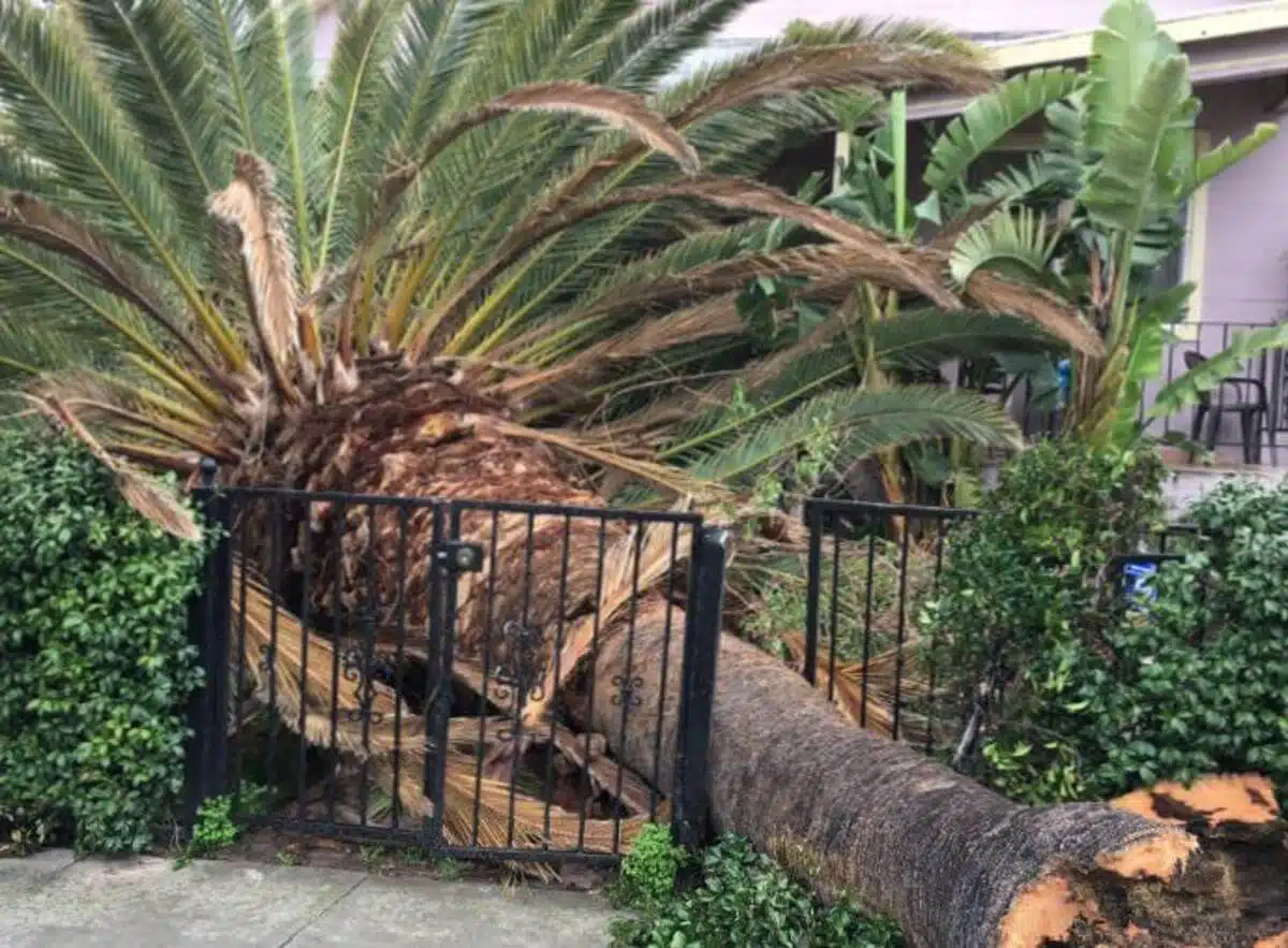 Professional storm damage restoration process